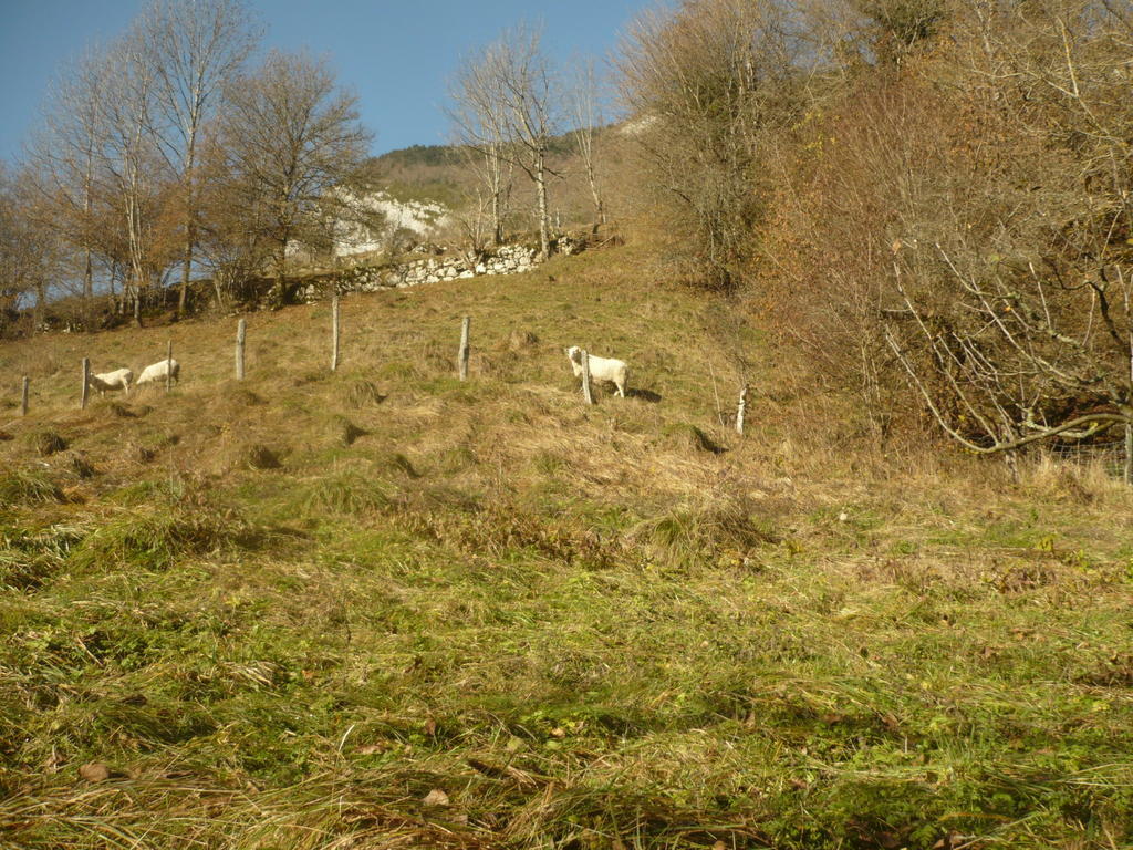 Saint-Pierre-d'Entremont  La Chouette A L'Heure Du Pinson B&B 외부 사진